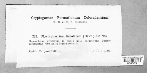 Mycosphaerium lineatum image